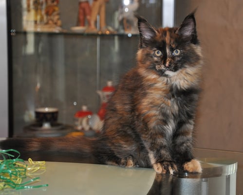 Contessa " Bugatti", solid tortie, female