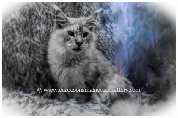 grey maine coon