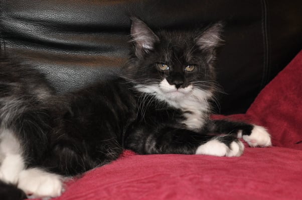 black white maine coon cat - EuroCoons