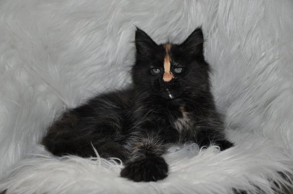 Luna "Cipher", solid tortie, female maine coon kitten