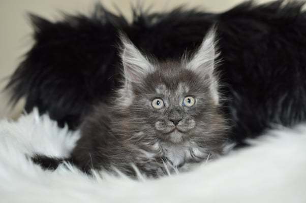 black smoke maine coon