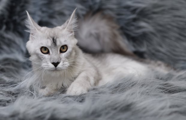 grey maine coon