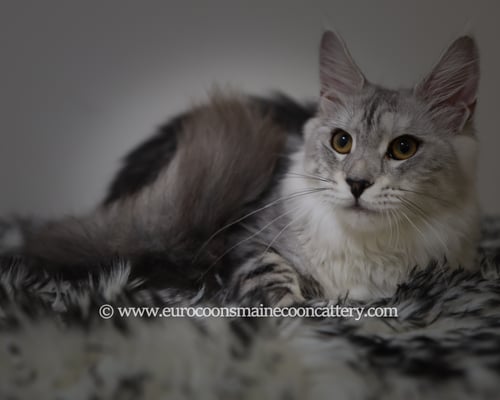 grey maine coon