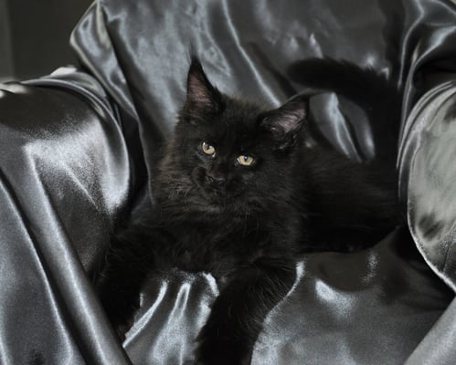 Moshe "Baloo", solid black, male