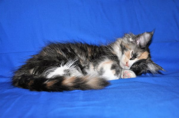 McCartney Spoonlove "Anfisa", black tortie smoke & white, female
