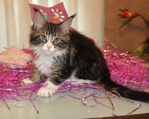 Cloey "Bebe", black classic tabby & white, female