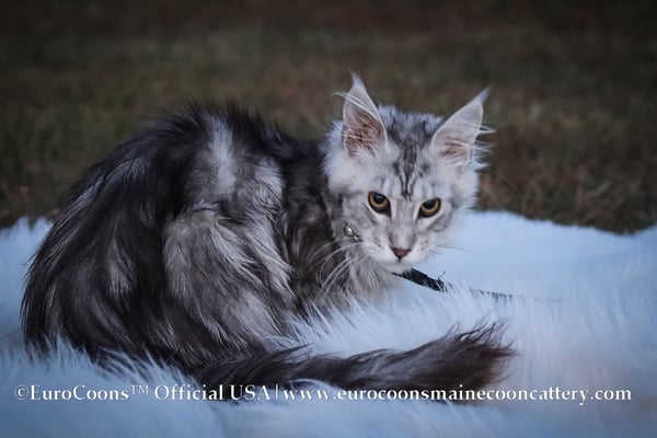 grey maine coon