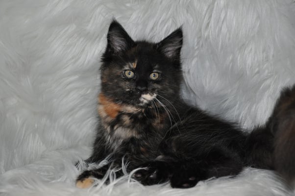 Hazel "Calie", solid tortie, female maine coon kitten