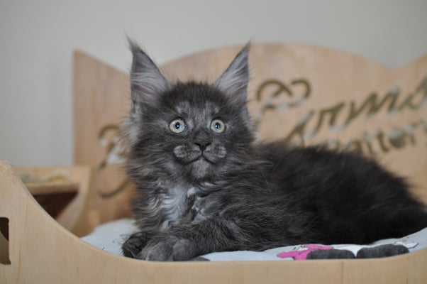 maine coon kitten
