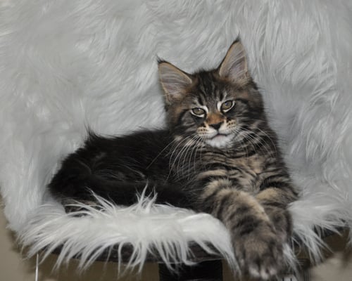 Cajun, black classic tabby, male maine coon kitten