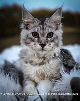 grey maine coon