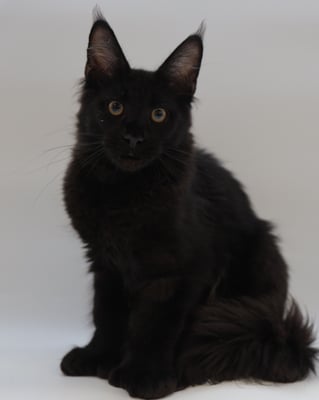 black maine coon kitten