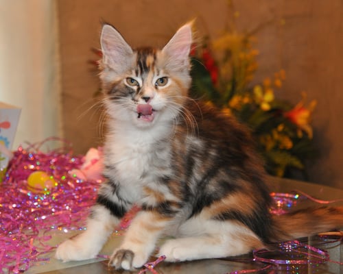 Piper Rose "Burberry", silver classic tortie and white, female