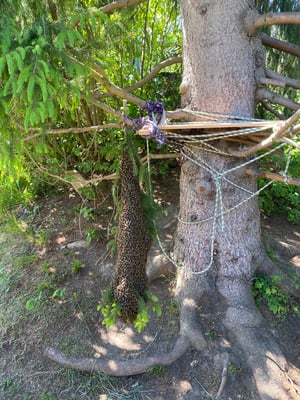 Auf etwa 6m Höhe mit einer Leiter hochgestiegen und den Ast abgesägt.