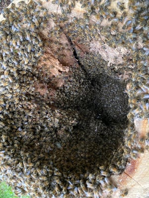 Die Oberfläche des Innenraums ist faszinierend. Das kann nur die Natur.