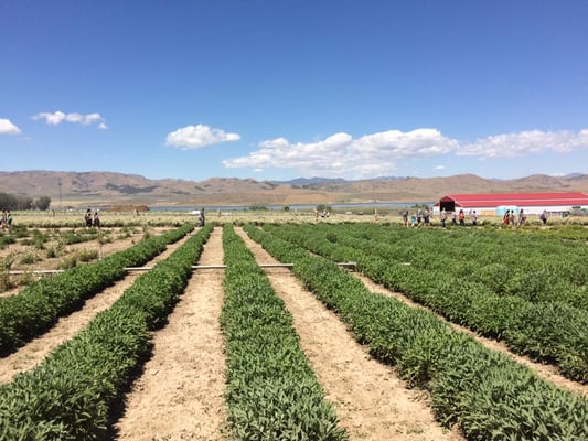 Organic plants on Young Living farm