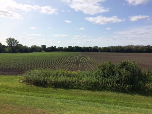 Organic plants on Standard Process farm