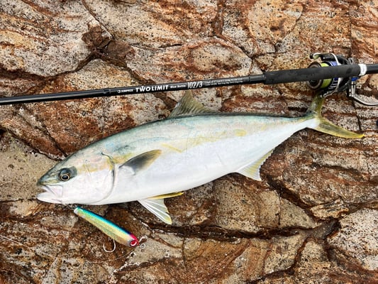 alt="ジャンプライズ ブルーバトル102/3で釣り上げたヒラマサ"