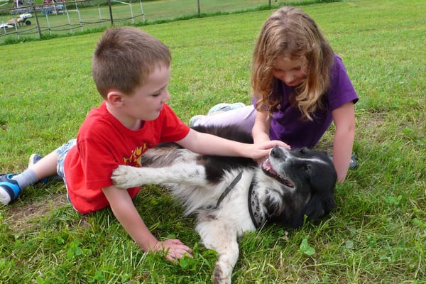 Massage für Fotografen-Hund
