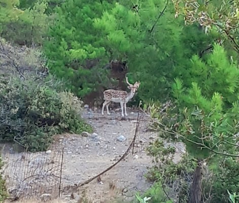 Krafttier-Hirsch-auf-Kreta-Sougia