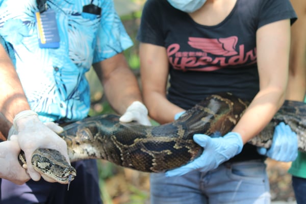 Curso de Manejo de Fauna en Piscilago (Cundinamarca). Marzo 2016