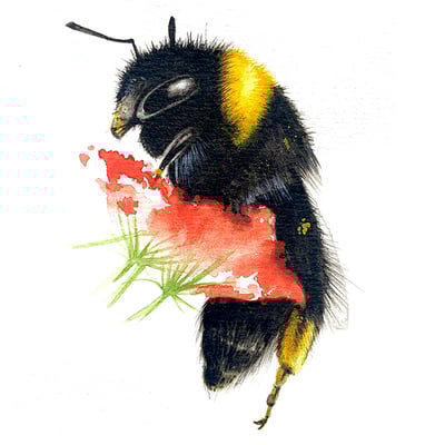 Illustration Aquarelle Bourdon