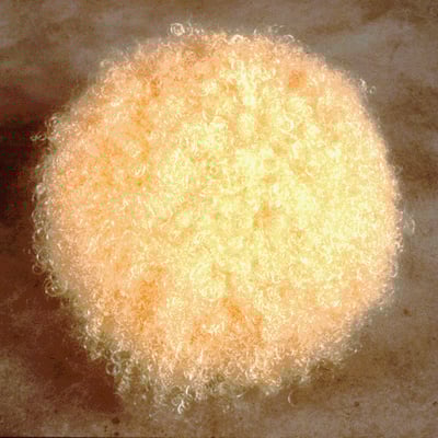 Objekte aus menschlichem Haar von Asti Pfannkuch