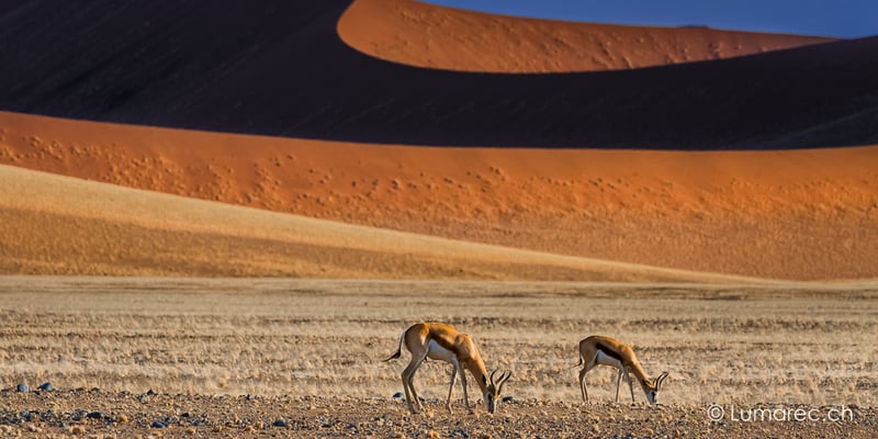 Sossusvlei Springboks, Namibia