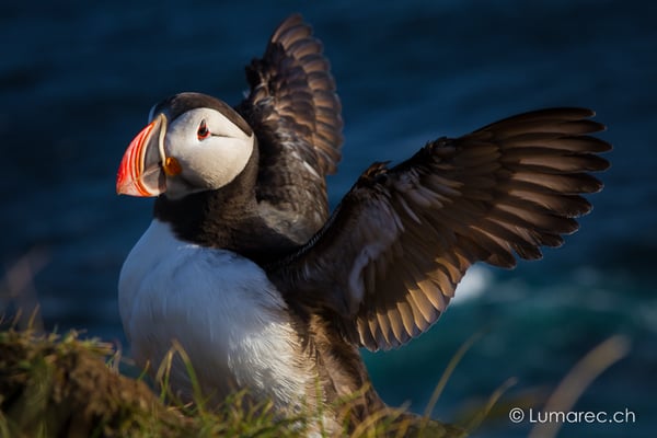 Papageitaucher, Island
