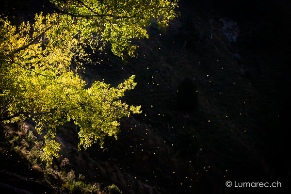 Herbstlaub, Neuseeland