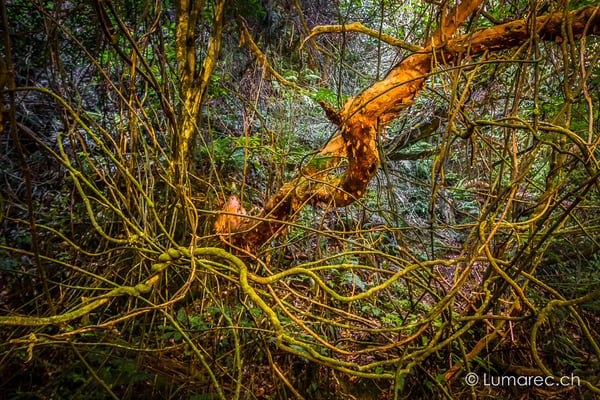 Dschungel, Neuseeland