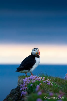 Papageitaucher, Island