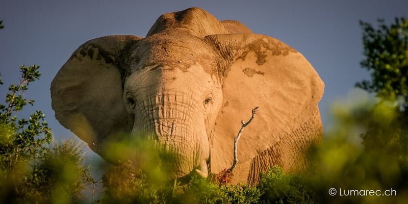Elefant, Südafrika