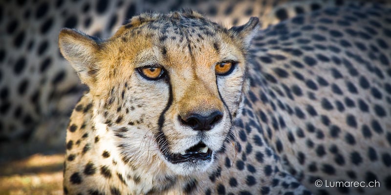 Gepard, Namibia