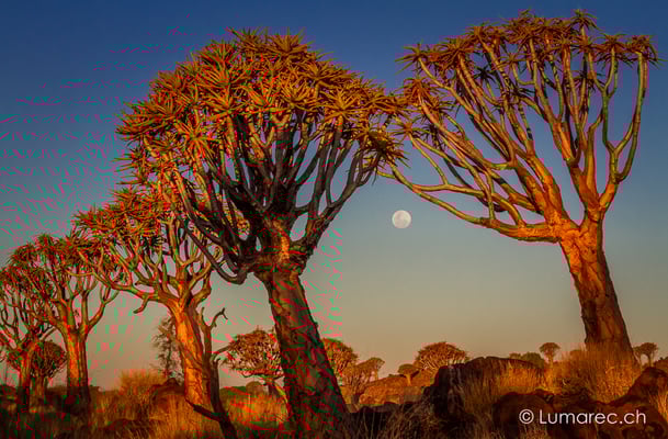 Köcherbäume, Namibia
