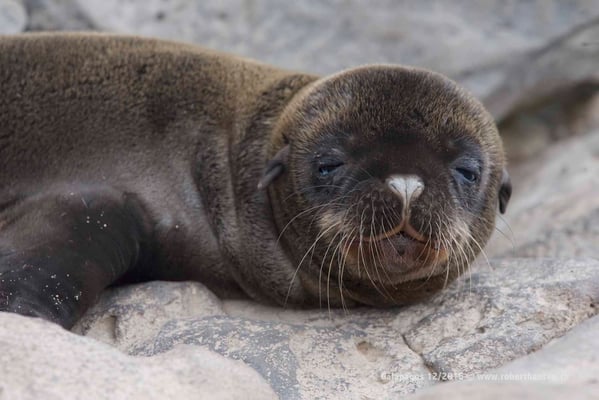 Galapagos, Dezember 2016 © Robert Hansen