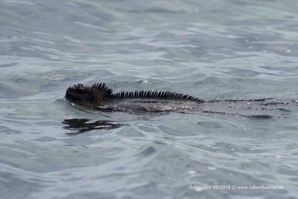 Galapagos, Dezember 2016 © Robert Hansen