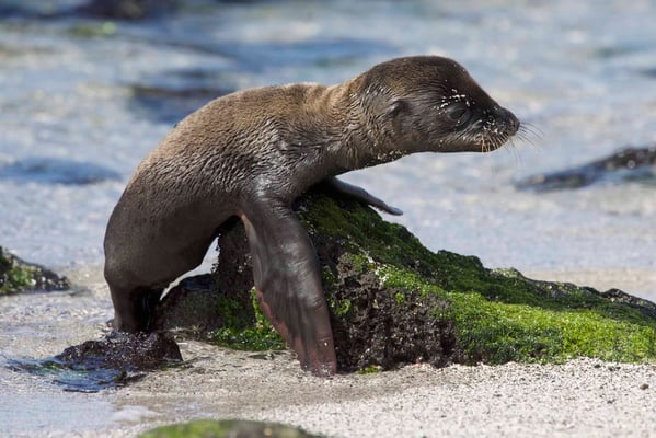 Galapagos, Dezember 2016 © Robert Hansen