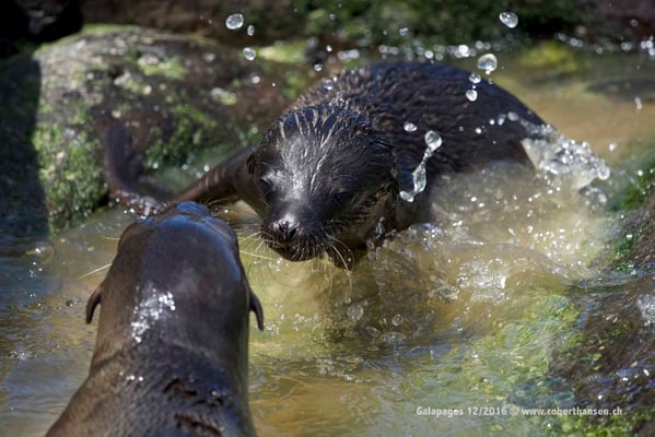 Galapagos, Dezember 2016 © Robert Hansen
