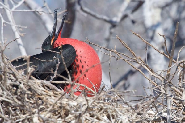 Galapagos, Dezember 2016 © Robert Hansen