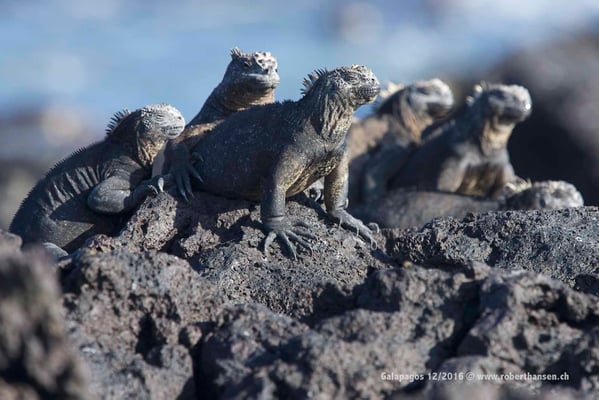 Galapagos, Dezember 2016 © Robert Hansen