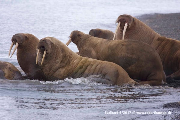 Gruppenausflug der Walrosse © Robert Hansen
