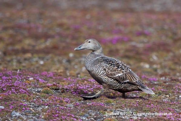 Ausflug der Eiderente © Robert Hansen