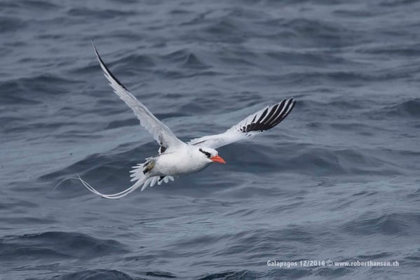 Galapagos, Dezember 2016 © Robert Hansen