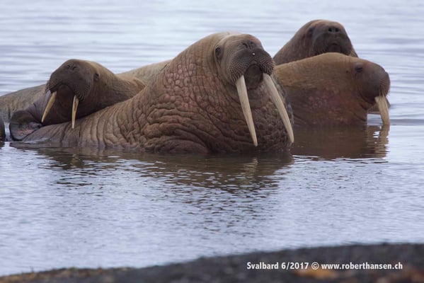 Gruppenausflug © Robert Hansen