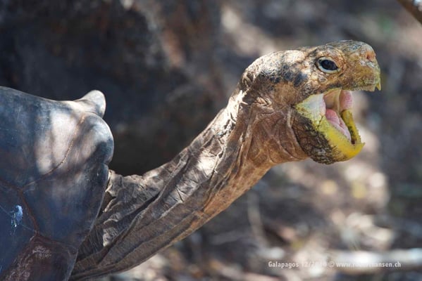 Galapagos, Dezember 2016 © Robert Hansen