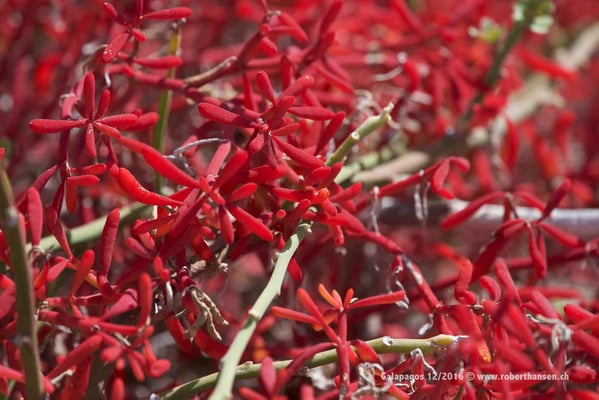 Galapagos, Dezember 2016 © Robert Hansen