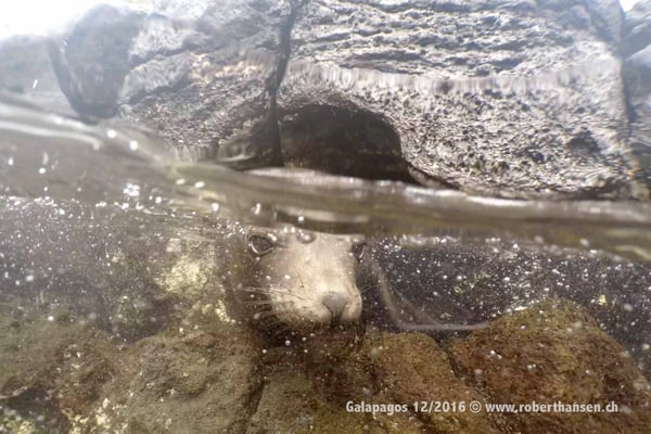Galapagos, Dezember 2016 © Robert Hansen