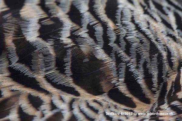 Gefieder der Eiderente © Robert Hansen