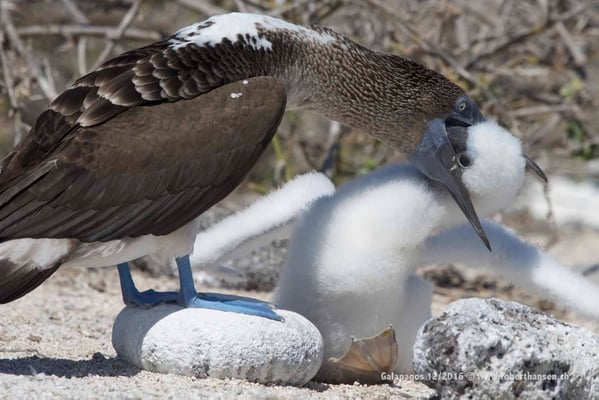 Galapagos, Dezember 2016 © Robert Hansen